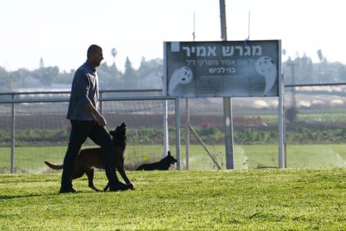 מלינואה