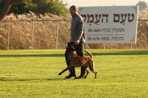 רקע