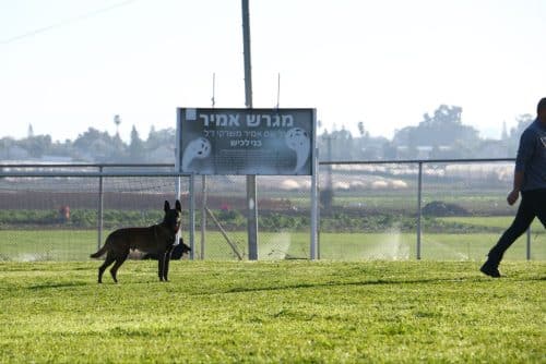 מלינואה