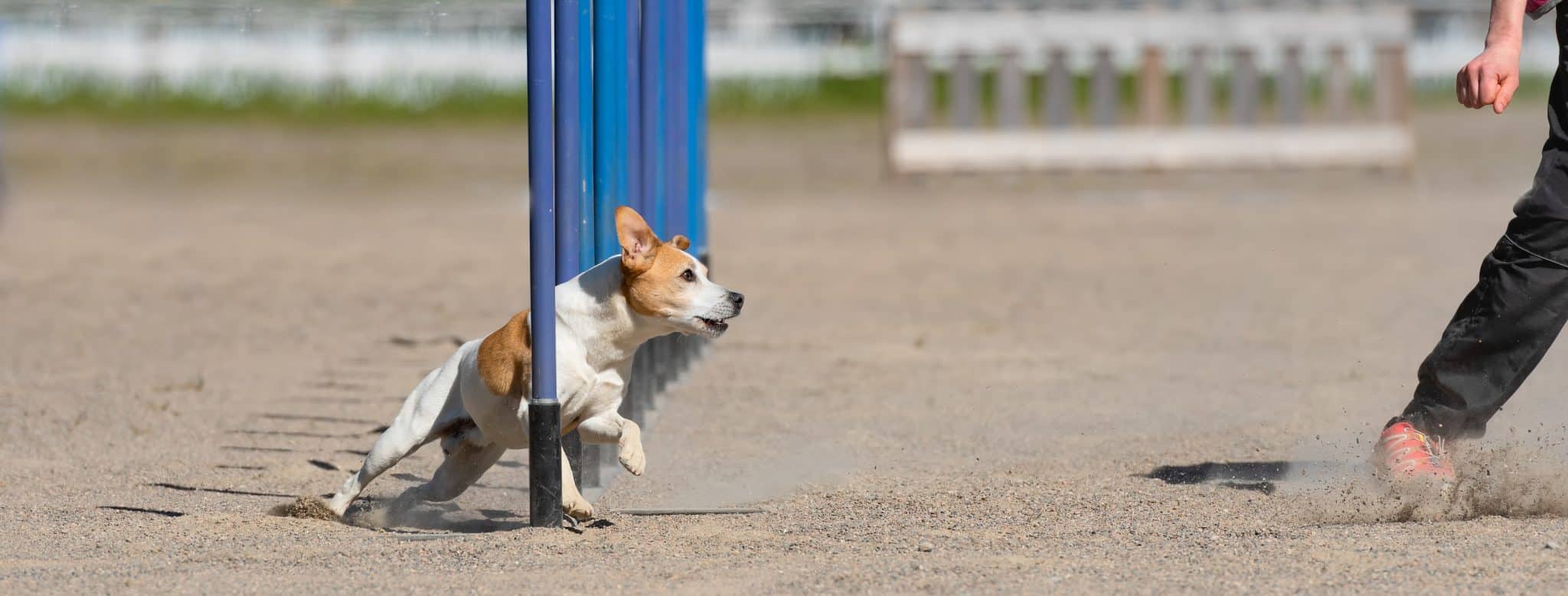 כלב קטן בתחרות אילוף רץ בין עמודים