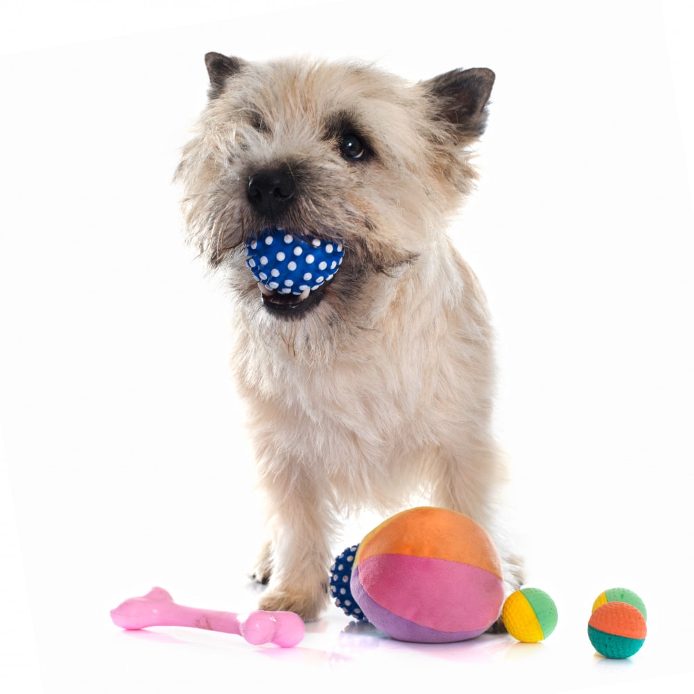 כלב מחזיק כדור בפה ולידו עוד מספר משחקים